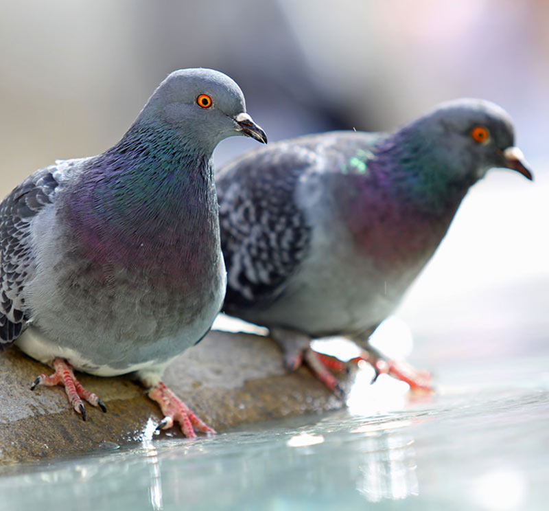 Nettoyage fientes pigeons : Nous travaillons sur tout type de site infesté : balcon, terrasse, combles, églises ... En France et Belgique - DIOGENE NETTOYAGE PLUS : Entreprise de nettoyage